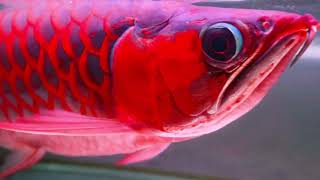 ikan arwana super red chili 45cm arowana sr | NO cupang koi chana golden gold fish louhan | SOLD !