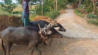 ঐতিহ্যবাহী মহিষের গাড়ি | traditional buffalo car. |#baffelo_heard_work. @recordvloge #bafflow