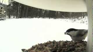 Black Cap Chickadee up close