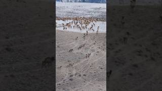 Herd of 1000 elk !?! #brushbuck #tourguide #elk #moose #deer #beautiful #wildlife