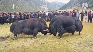 Grunting bull - the main animal of Tibet | Yak sound