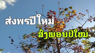 เพลง ส่งพรปีใหม่ / ສົ່ງພອນປີໃໝ່