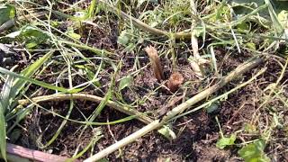 宇部町・野菜づくり・元田んぼ・地下茎の草・刈りまくって弱らせる