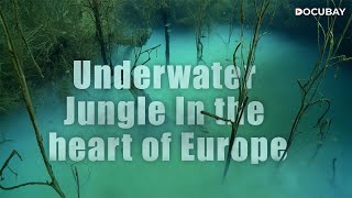 Underwater Jungle In the Heart of Europe - Hidden Paradise: Nature Returns to a Forgotten Lake