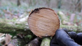 Firewood And Workshop Roof Material Harvesting