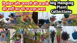 🔴22Hanging plants that grow in harsh winter||जाडोको समयमा पनि मज्जाले ग्रो हुने Hanging Plants