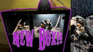 Baby Water Monitor Cage Upgrade and Blackbox Cages Review!