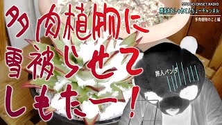 【多肉植物のこと】雪を被らせてしまった冷凍多肉の末路・・・・