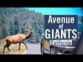 Avenue of Giants - The Historic Redwood Forest Highway in California