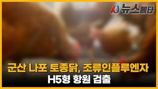 군산 나포 토종닭, 조류인플루엔자 H5형 항원 검출