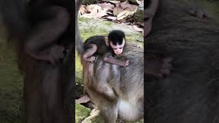 Shameful big monkeys are addicted to milk, they find every way to get their mother's milk