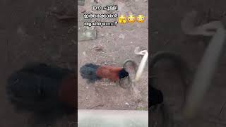 Bird vs snake fight ഈ പക്ഷി നിസാരകാരൻ എല്ലാ 🔥ഇതിന്റെ പേര് അറിയുമോ?