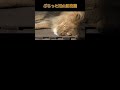 ぴとっとしたい touch you オリトイオ 旭山動物園 asahiyamazoo shorts ＃ライオン lion cute かわいい cubs