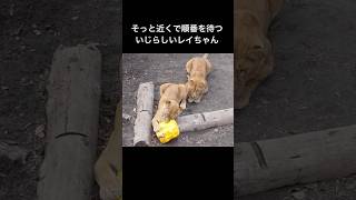 かわいすぎる🩷いじらしいレイ旭山動物園ライオン🦁オリトファミリー