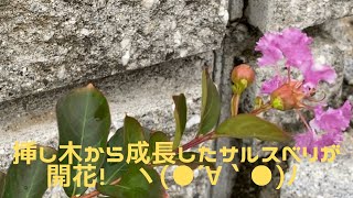 【サルスベリ】挿し木から育てたサルスベリが開花しました(´∀｀*)✿