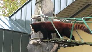 旭山動物園のレッサーパンダ