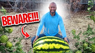 6 Common Watermelon Growing Mistakes