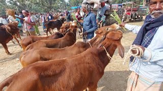 উন্নত জাতের হলিস্টাইন ফ্রিজিয়ান, শাহীওয়াল,সিন্ধি গরুসহ বিভিন্ন জাতের গরু কিনুন তাহেরপুর  হাট থেকে!