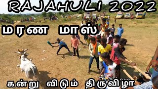 RAJAHULI MASS RUNNING கன்று குட்டி  காமநாயக்கன் பேட்டை கிருஷ்ணகிரி 2022