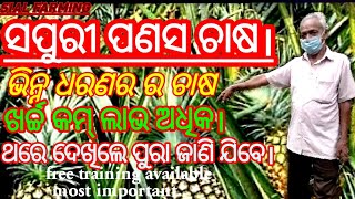 ସପୁରୀ ପଣସ ଚାଷ।।अनानास खेती।।paineapple farming।।ବିନାପରିଶ୍ରମରେ ବର୍ଷକୁ incomeକରୁଛନ୍ତି ଲକ୍ଷାଧିକ ଟଙ୍କା।।