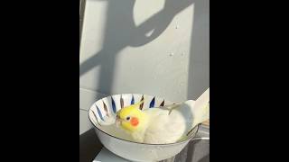 Adorable Cockatiel Charlie Enjoying Bathtime 🥰🦜🚿#cockatielscraze #birdscharm #cutepets