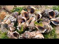 Conch nests suddenly appeared at the drainage outlet. The young man came to the sea to harvest half