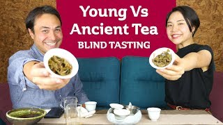 Young Tea vs Ancient Tea - BLIND TASTE CHALLENGE