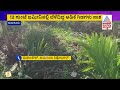 ವ್ಯಕ್ತಿ ಮೇಲೆ ದ್ವೇಷ..ಅಡಿಕೆ ಗಿಡಗಳ ಮೇಲೆ ರೋಷ tumakuru news land dispute in tumakuru