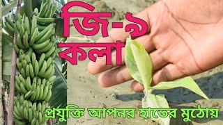 জি-৯ কলার বিষয়বস্তুু-২০২৪