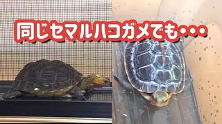 レプタイルエキスポでお迎えしたセマルハコガメ2匹の簡単な飼育環境を作っていく！