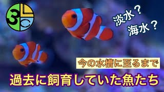 過去に飼育していた魚たち〜今の水槽に到るまで〜