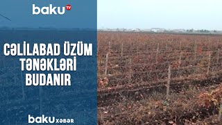 Cəlilabad üzüm tənəkləri budanır