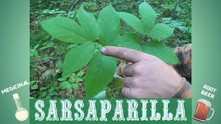 Sarsaparilla  An Overlooked And Expansive Woodland Plant That Has Been Used As Rootbeer