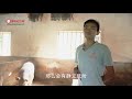 后备母猪发情鉴定how to identify the estrus of the reserve sows follow the 4 golden rules.