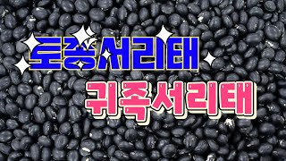 토종서리태 귀족서리태