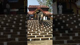 വെട്ടിക്കാട്ട് ചന്ദ്രശേഖരൻ | Vettikattu Chandrasekharan #vettikattuchandrashekharan #keralaElephant