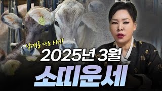 2025년 을사년 양력 3월 소띠 운세 | 97년생 85년생 73년생 61년생