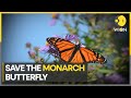 Decline of the iconic monarch butterfly | WION Climate Tracker