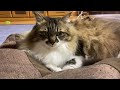 人をダメにするソファは猫にも人気です／cat is crazy about cushion【保護猫】