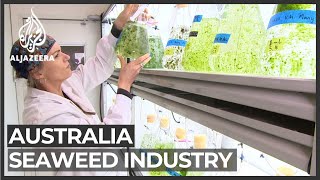 Australia moves to tap into seaweed's potential as 'superfood'