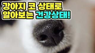 강아지 코 상태로 쉽게 알아보는 건강상태!!(지금 바로 비교해보세요!)