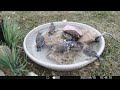 2023 0915 bluebirds at the bird bath