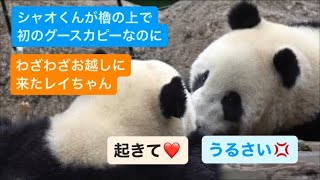 櫓の上で初グースカピーのシャオくんを起こすレイちゃん　2023.05.15 午後　Cute panda twins