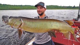 July Topwater Musky Fishing