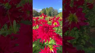 Dahlias in Sera Kogen Farm 広島県世羅高原農場のダリア #shorts #japan #flowers #花 #dahlias #ダリア