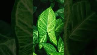 #Zs garden #leaves #plants #outdoorplants #youtube #garden #flower #instagram #shortvideo #shorts