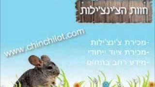 חוות הצ'ינצ'ילות - קולות של צ'ינצ'ילות - קולות חיזור