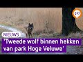 Mogelijk tweede wolf in park de Hoge Veluwe | Omroep Gelderland