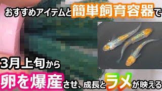 【めだか】春前から卵を爆産させるおすすめアイテムと簡単容器