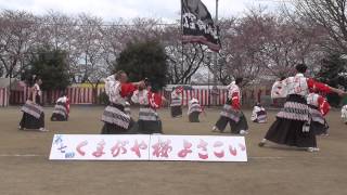 大宮同心桜連 第7回くまがや桜よさこい荒川公園会場2015.3.29